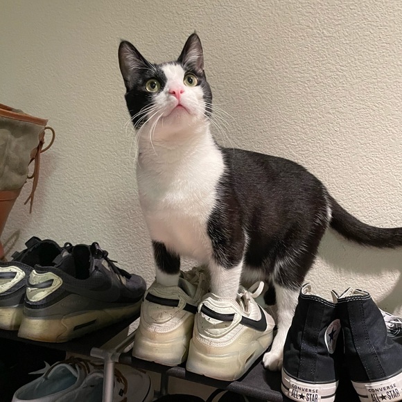 Meet your Posher, Jami 💕 - Picture 8 of 14